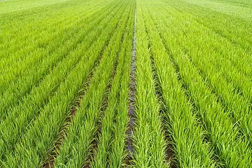 水稻生长期图片