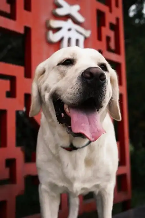 拉布拉多96.#狗是人类最忠诚的朋友 #毛孩子 #拉布拉多  - 抖音