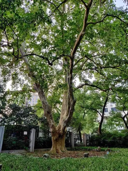 百年百树70华东悬铃木之最中山公园里的巨无霸