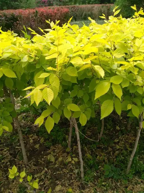 张掖——金叶榆2 - 自然之声