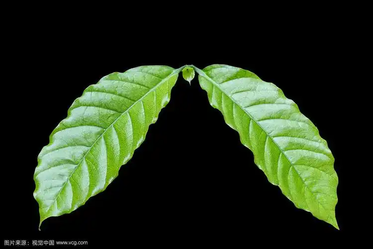 新鲜的绿色咖啡树叶子孤立在黑色