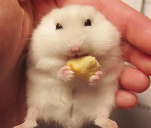 二,给仓鼠喂食人吃的东西很多小伙伴买来仓鼠之后,都觉得很可爱,但是