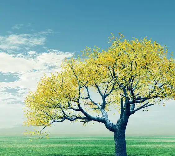 有唯美清新的阳光大树图片吗