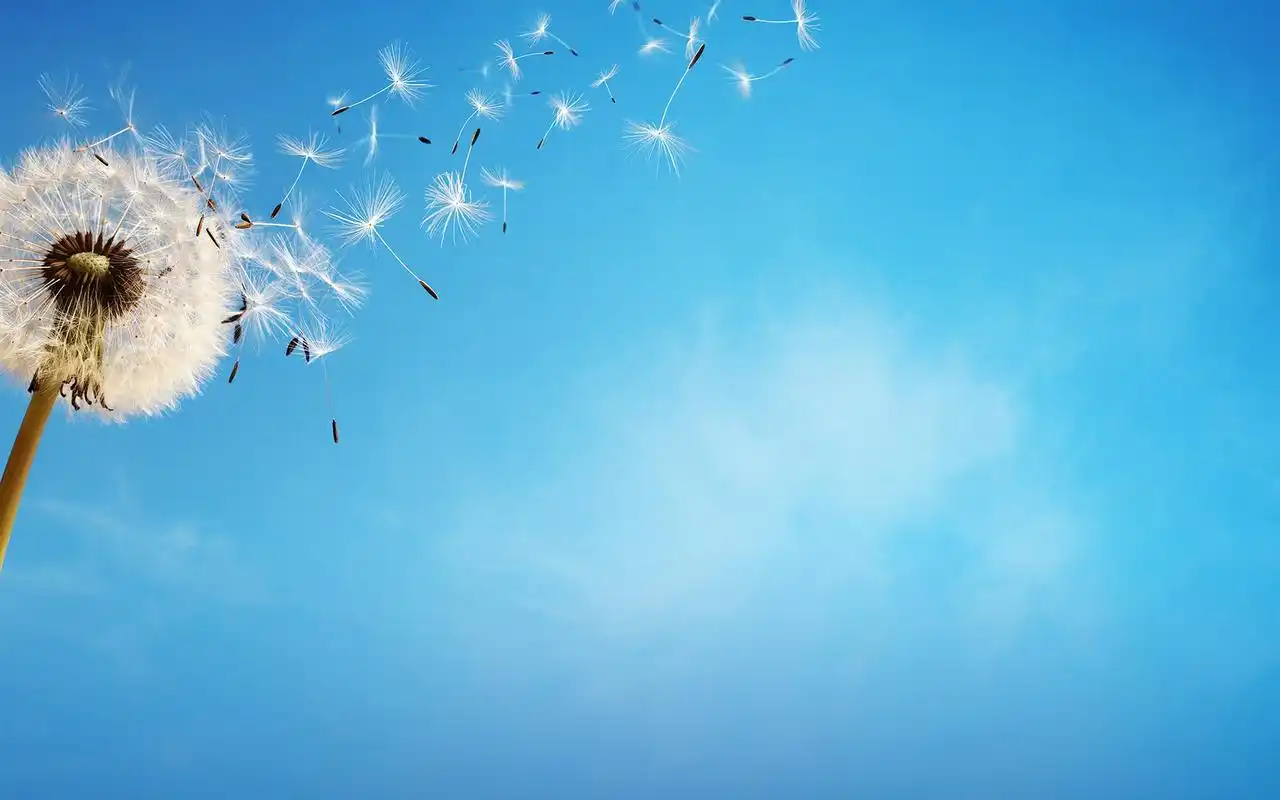 精选唯美高清电脑桌面壁纸图片下载