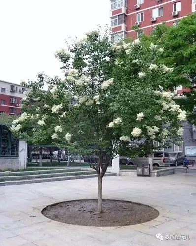 西海菩提树暴马丁香