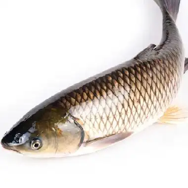 鲜活水库草鱼 2条/700g左右 水产鱼 鲜活海鲜 活鱼同城配送 新都最快