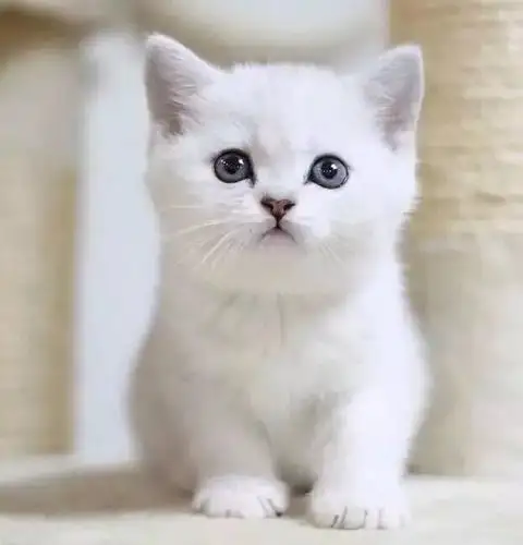 纯种英短银渐层猫幼活体折耳宠物猫咪基地繁殖猫咪