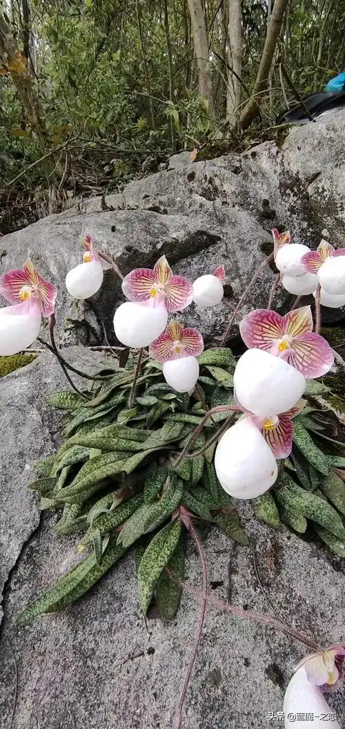 这种珍稀野生兰花你见过吗硬叶兜兰国家一级保护植物三年开次花