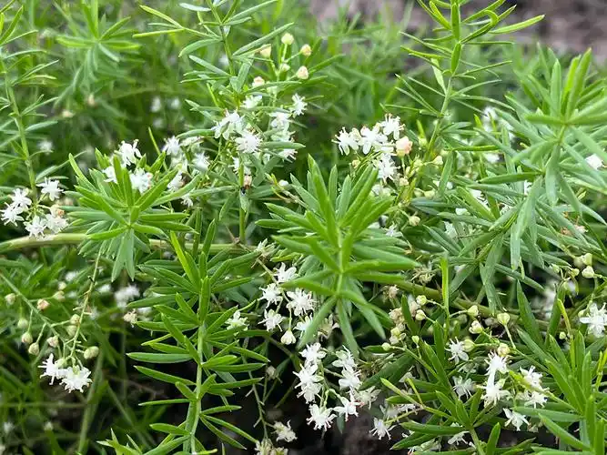 辰山植物园同门兄弟食用植物芦笋和天门冬齐开花