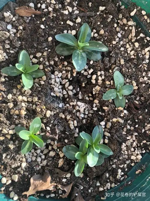 洋桔梗生长记录