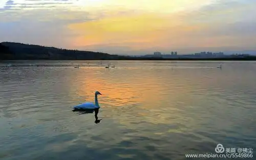 美丽的白天鹅如约而至