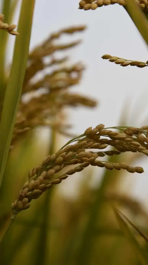 稻谷香里说丰年