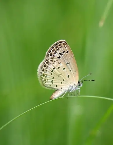 湖边蝴蝶和蜻蜓