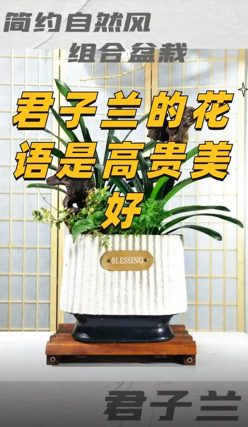 君子兰寓意高雅富贵美好祝愿