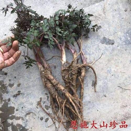 北京同仁堂原材料野当归苗中药材种苗庭院阳台盆栽种植移栽易成活 三