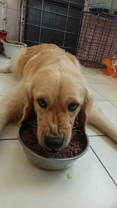 吃饭姿势真搞笑!