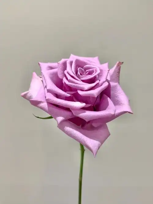 自带仙气的紫霞仙子玫瑰