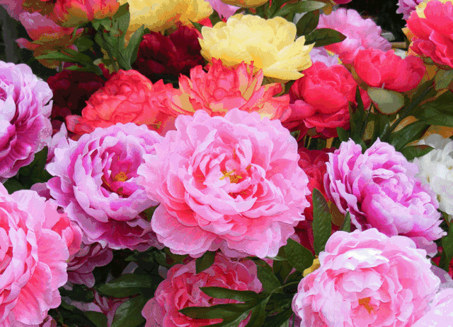 但待花开时节至,倾城争赏牡丹王. 烟绒紫贵貌倾城,墨玉芳姿世极荣.