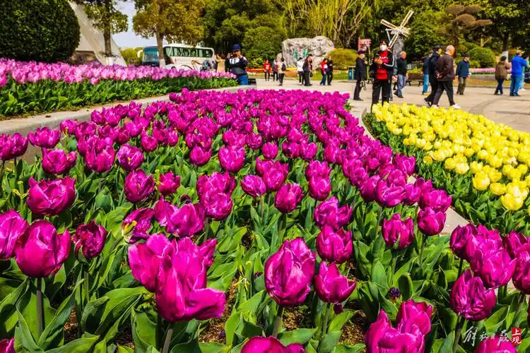 遇见最美的春天上海鲜花港郁金香花展如期而至