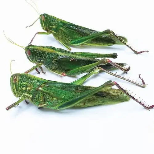 伟博中药材新鲜蚂蚱蹬倒山大蚂蚱绿色蚱蜢蝗虫生鲜冷冻发货250克起