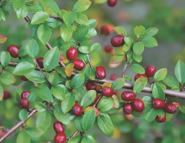 是 a href="#" data-lemmaid="1121901">蔷薇科栒子属 /a>植物.