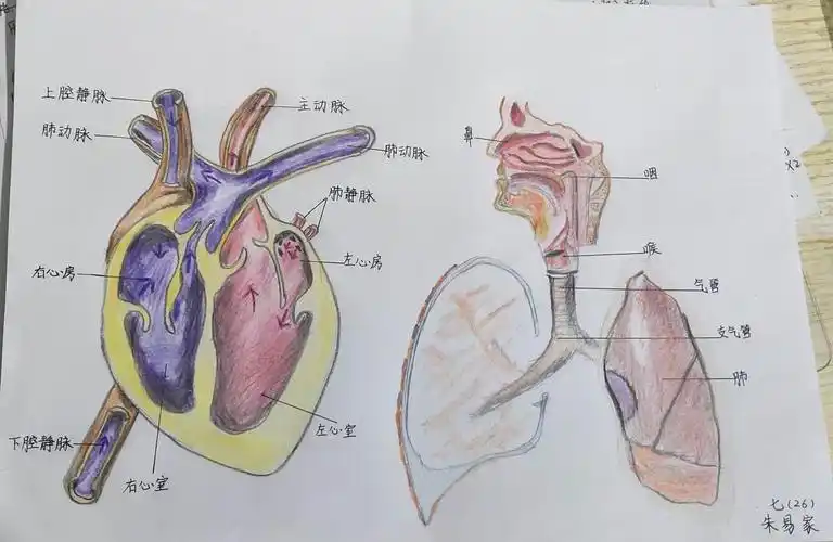 呼吸系统的结构与新冠肺炎的防控密切相关.