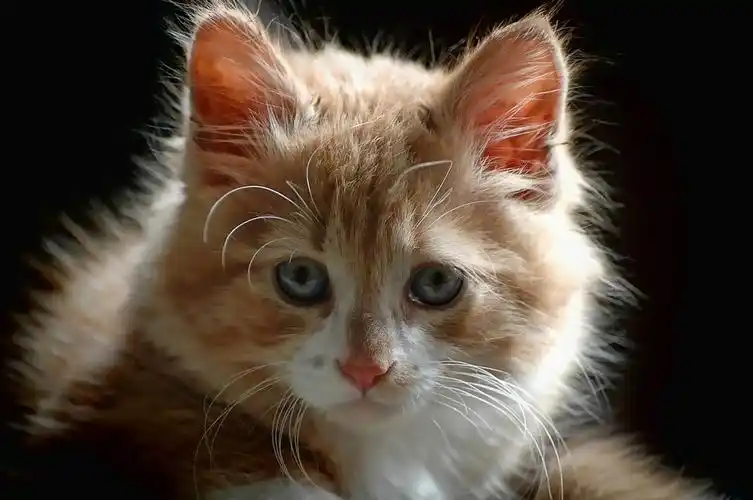 萌萌哒的小猫咪 猫 可爱至极 美美哒