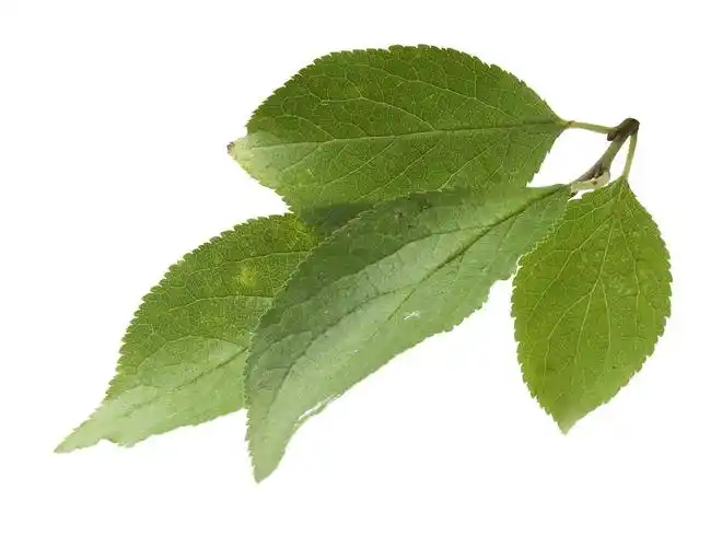 梅花的叶子,一些叶子的梅花白色背景上