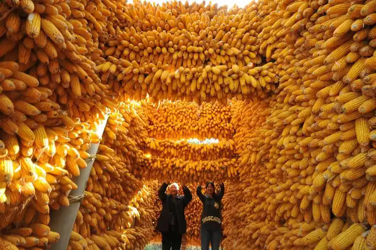 陕西咸阳,三秦粮仓金秋丰收迎丰年,图片来源@vcg