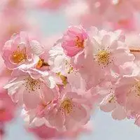 桃花头像唯美 红色桃花飞舞头像图片_微信头像图片大全