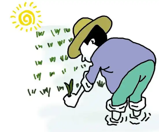 台州话:二月二晴,麦命日好收成