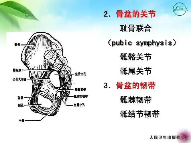 妇产科女性生殖系统解剖ppt