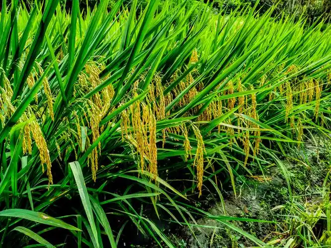 稻田里金黄金黄的水稻垂下它的腰像要亲吻大地稻穗