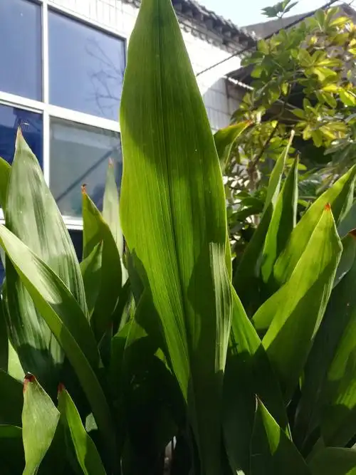 在逆境中生存的一叶青