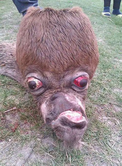 美国农场惊现恐怖怪物仅有一根脖子和一颗脑袋