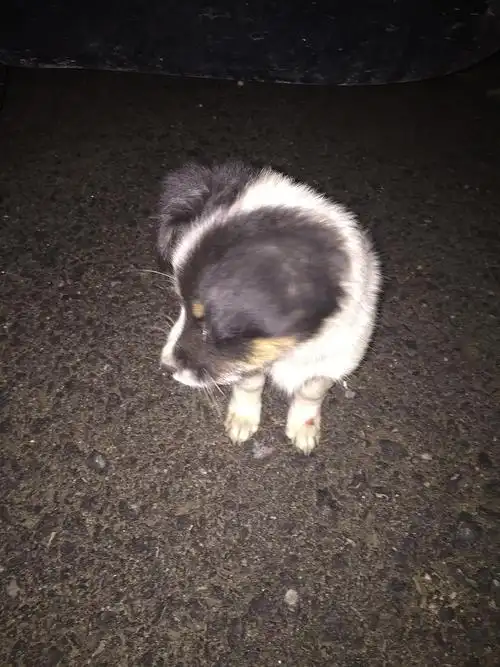 北京黑白相间小土狗求领养