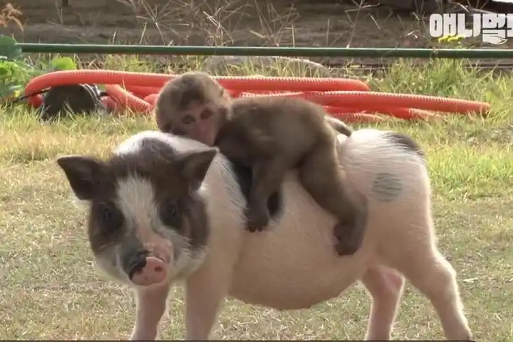 被妈妈遗弃的小猴子和小猪,相依为命成好友,现实版的大师兄二师兄