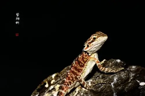鬃狮蜥(上)
