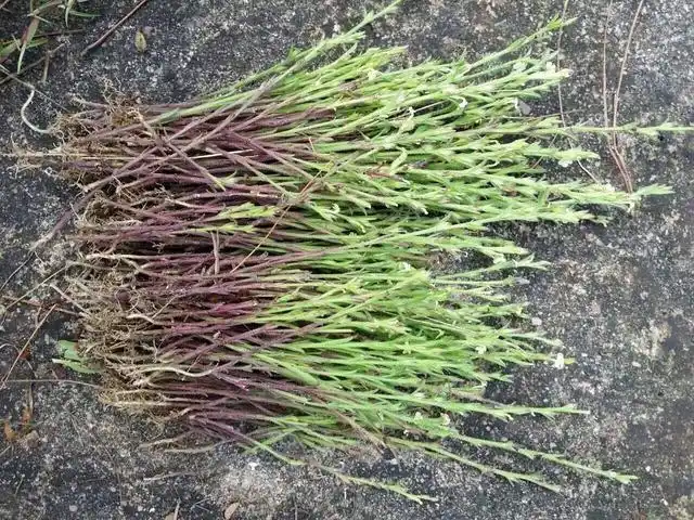 这个让农民头疼的野草,外面五百元一斤?这可比种粮食赚钱多了!