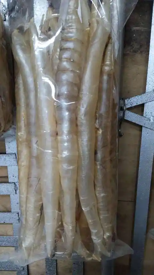 鱼肚是什么 鱼肚是什么器官