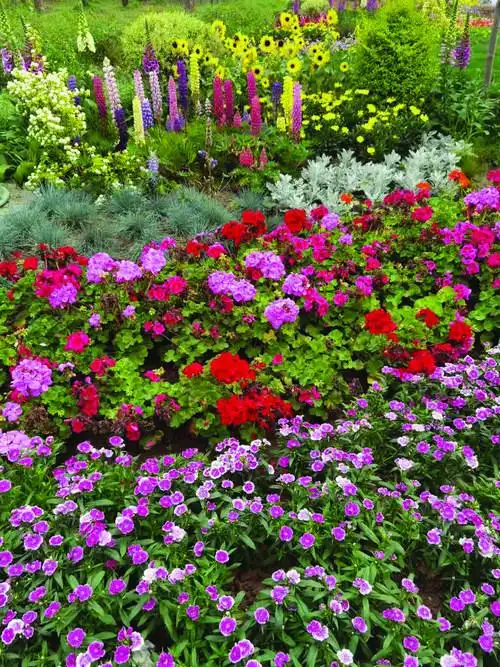 世博园绿化花卉换夏装包括五色梅海石竹等