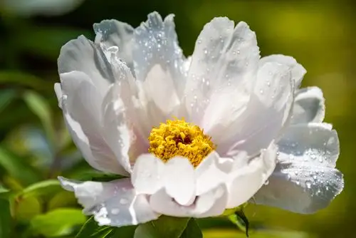 人间四月天,唯美牡丹花