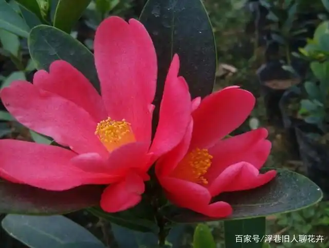 在我们国家有很久的种植历史,深受花友们的喜爱,茶花的品种有很多