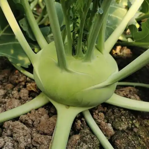 云南新鲜苤蓝蔬菜苤茄莲球疙瘩甘蓝菜头芥菜大头菜现摘2斤装