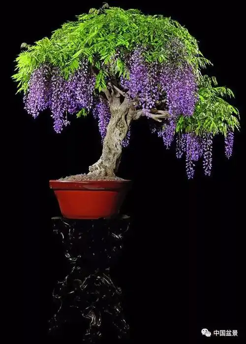 欣赏盆景佳作 净化美丽心灵