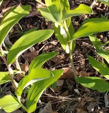 [玉竹批发]野生狗铃铛 玉竹东北野生大量 需要提前预定价格3.