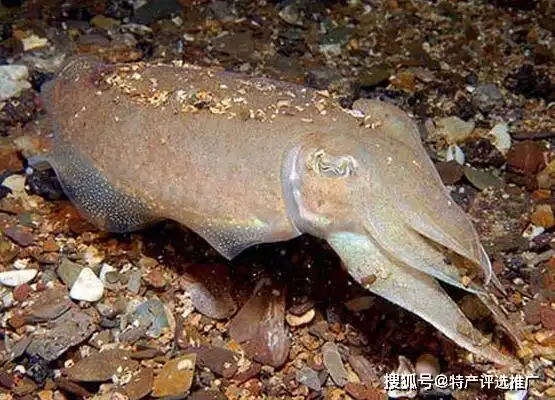 曾快灭绝的特产——日照金乌贼_海域