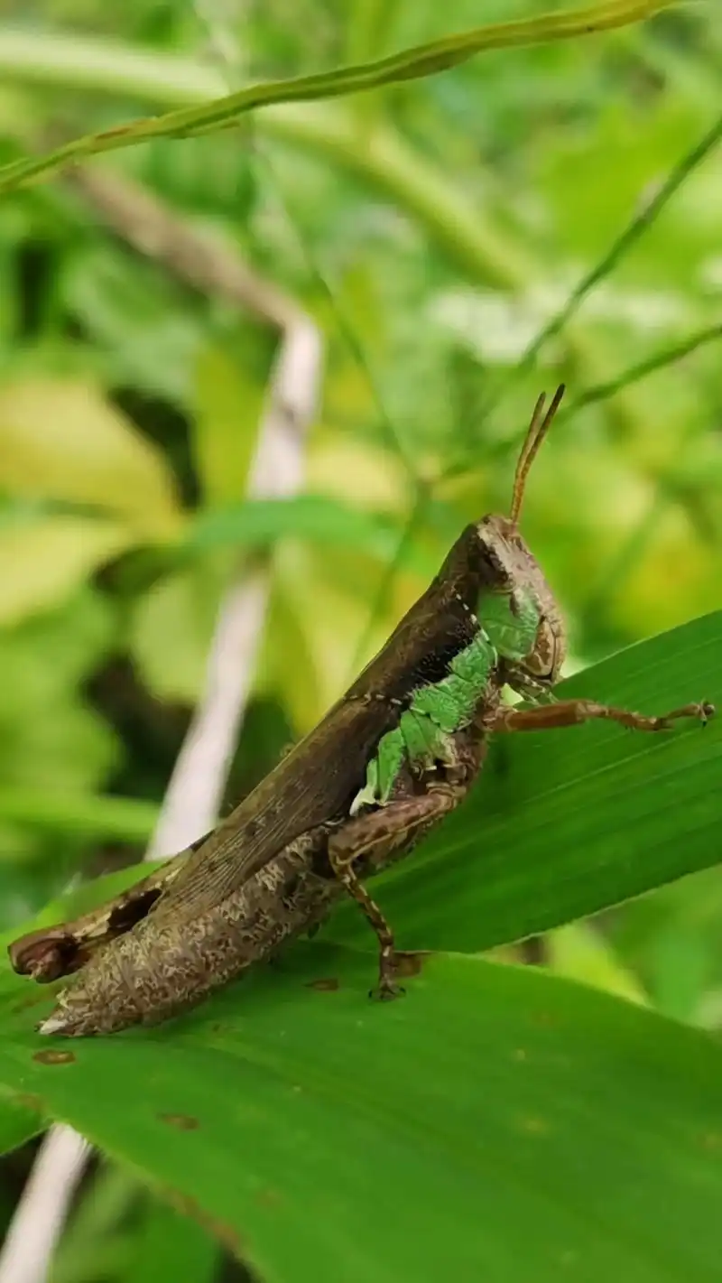 蚂蚱(蝗虫) 今天拍了几张蚂蚱,有一张是它的若虫——跳蝻. - 抖音