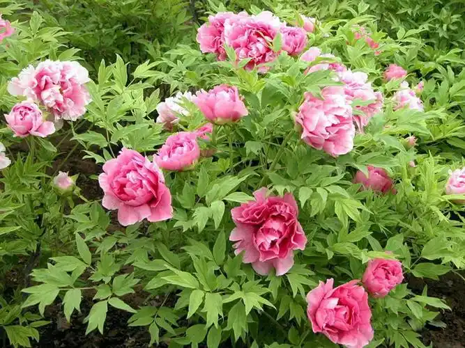 花中之王-牡丹花,高清壁纸图片,鲜花背景-回车桌面