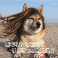 68宠物app微信qq搞笑萌宠物动态表情